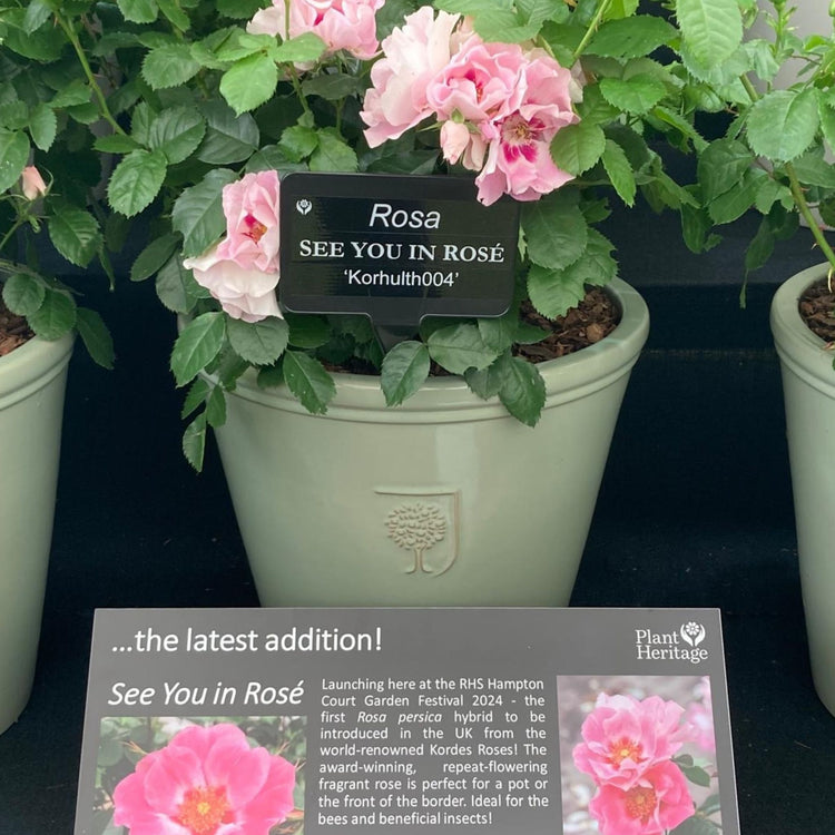 rosa persica seeds Rose Bush Plant 'SEE YOU In Rose'