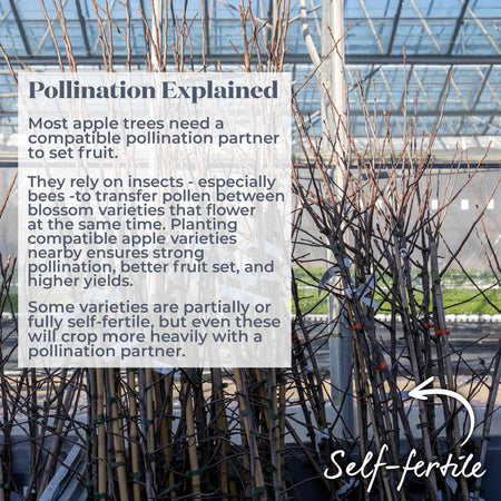 Apple Tree 'Red Falstaff'