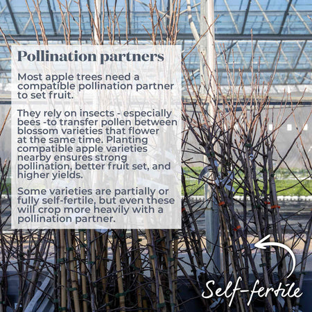 Crab Apple Tree 'Golden Hornet'