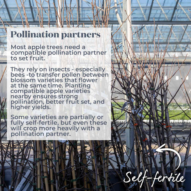 Crab Apple Tree 'Golden Hornet'