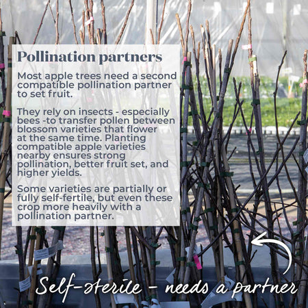 Apple Tree 'Discovery'