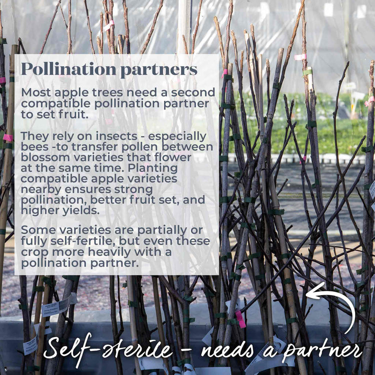 Apple Tree 'Discovery'