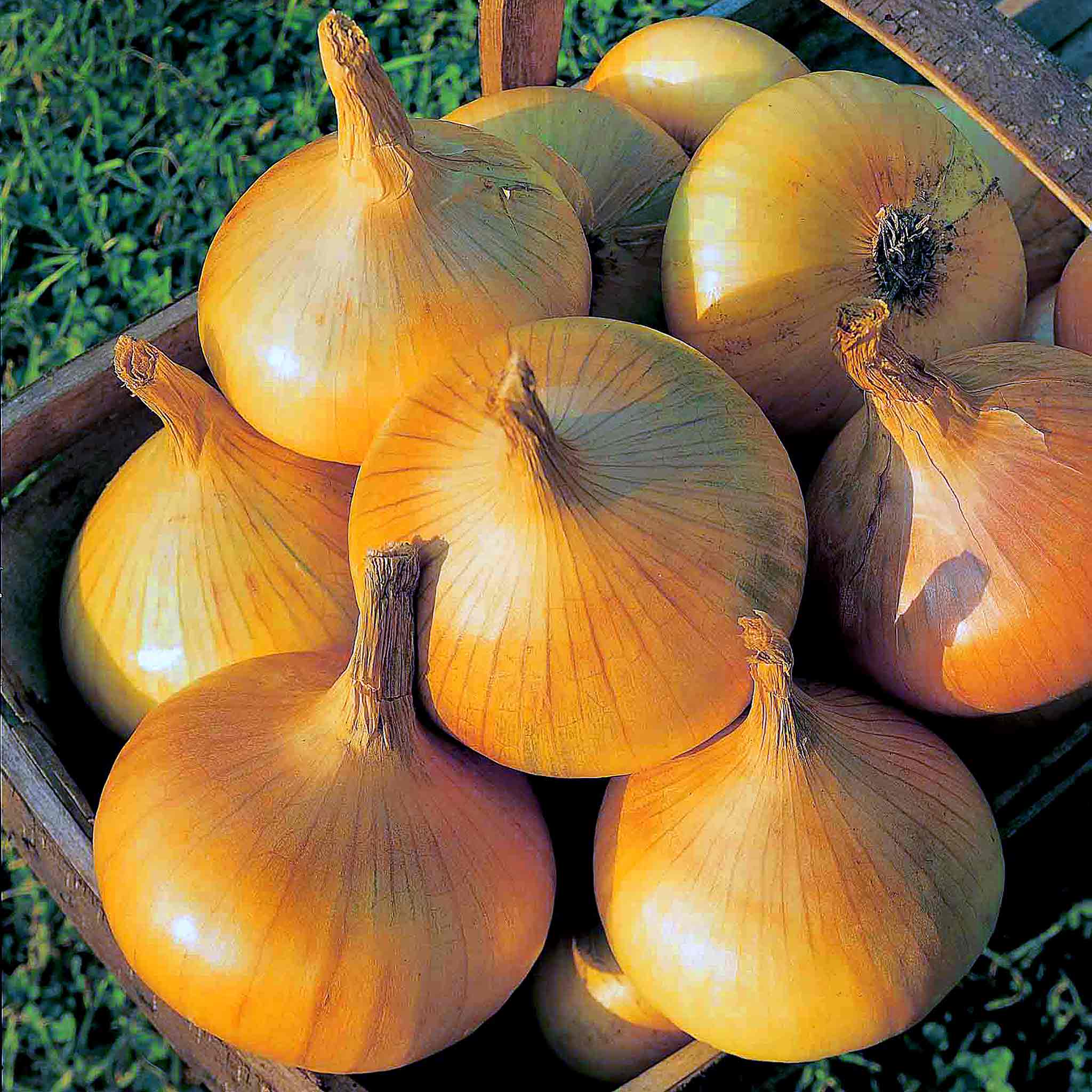 Autumn Planting Onion Sets Senshyu Yellow