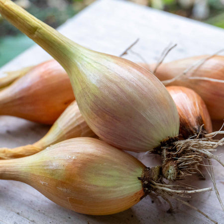 Autumn Planting Onions, Shallot & Garlic Trio Pack