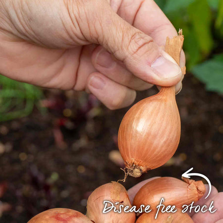 Shallot Sets 'Longor'