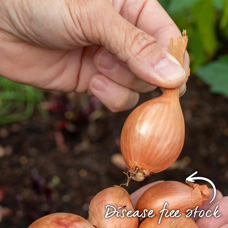 Shallot Sets 'Longor'