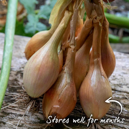 Shallot Sets 'Longor'