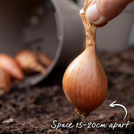 Shallot Sets 'Longor'