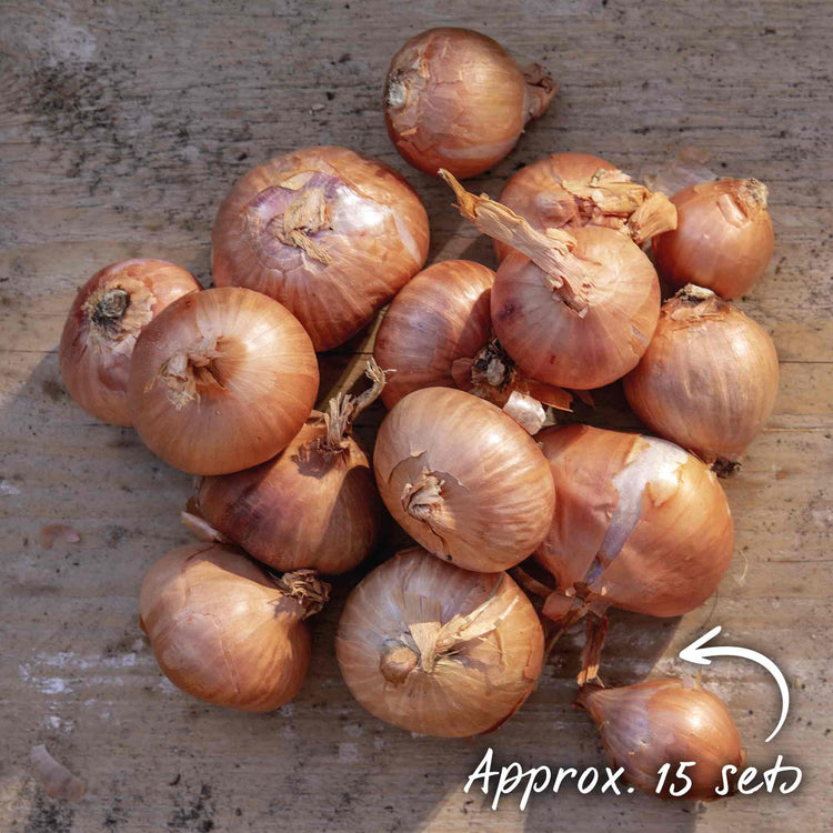 Shallot Sets 'Red Sun'