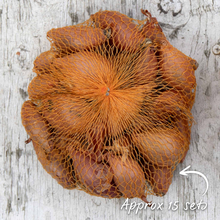 Shallot Sets 'Longor'