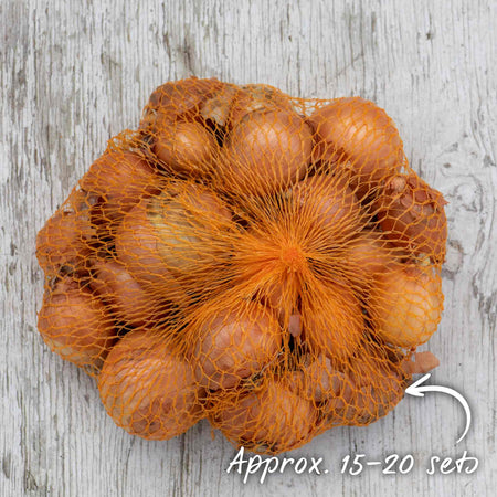 Shallot Sets 'Yellow Moon'