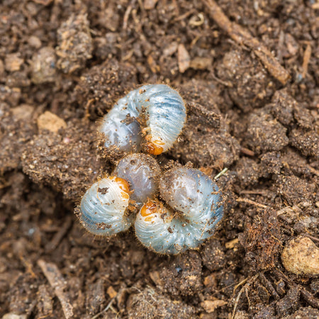 DragonFli Chafer Grub Killer Nematodes 100sqm