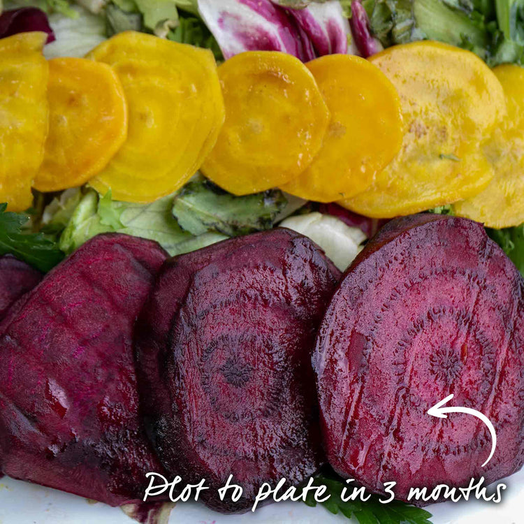 Beetroot Seeds 'Boltardy'