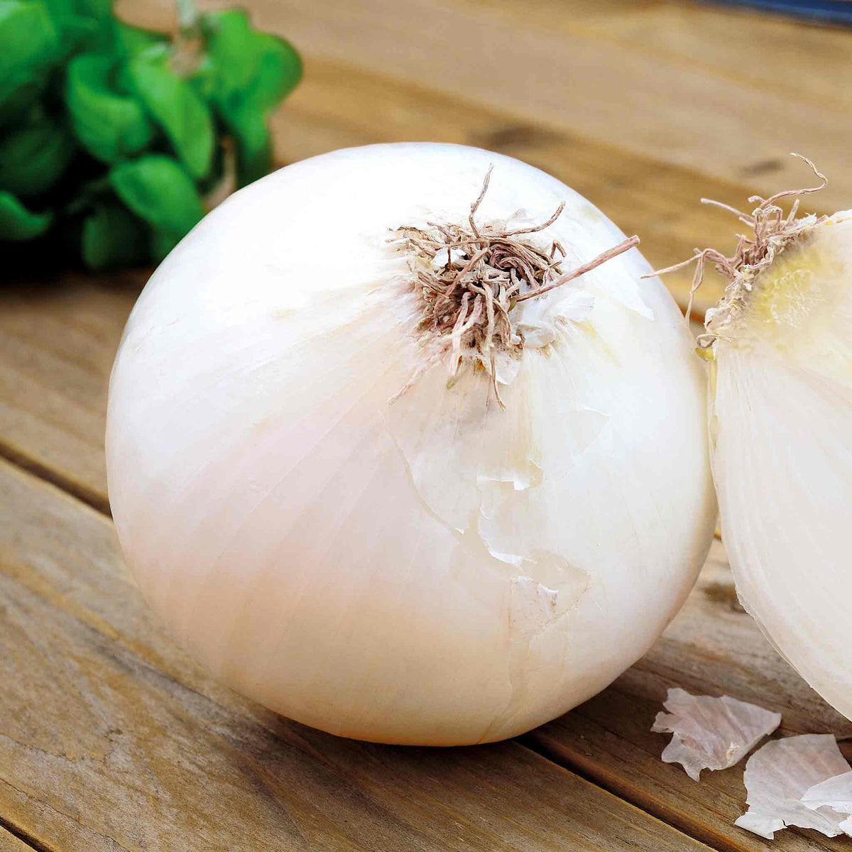 Autumn Planting Onions Snowball