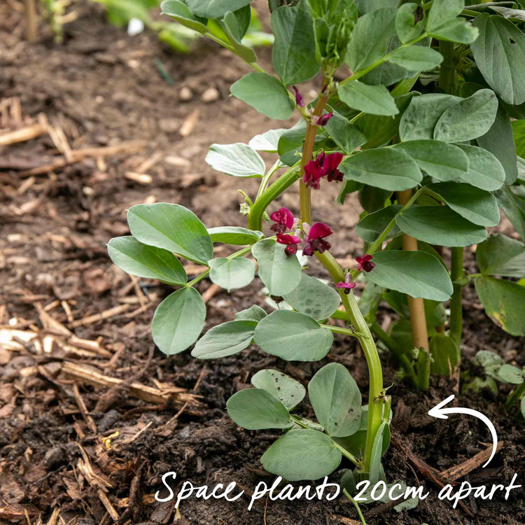 broad beans planting in pots Broad Bean Plant 'Collection'