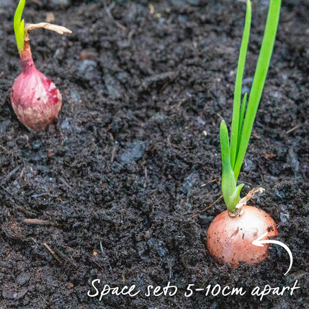 Pre-Rooted Onion 'Radar'