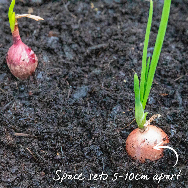 Pre-Rooted Onion 'Radar'