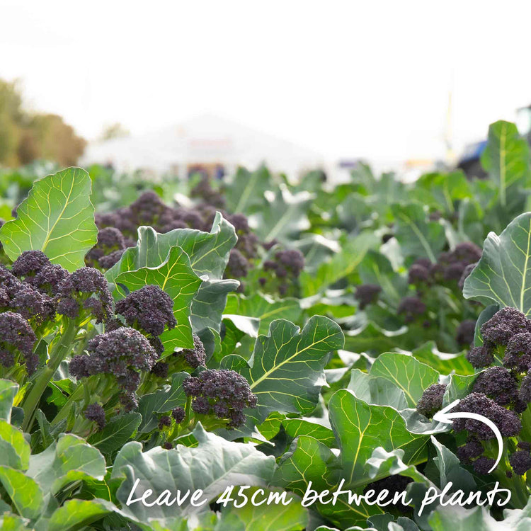 Broccoli Seeds 'Early Purple Sprouting Blend'