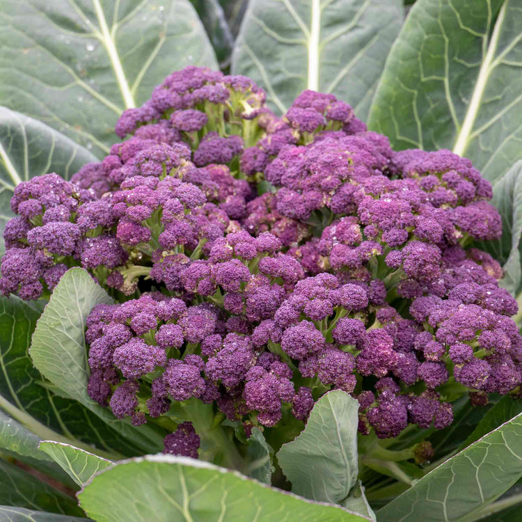 Broccoli Plant 'Purple Sprouting Cardinal'