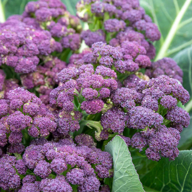 Broccoli Plant 'Purple Sprouting Cardinal'