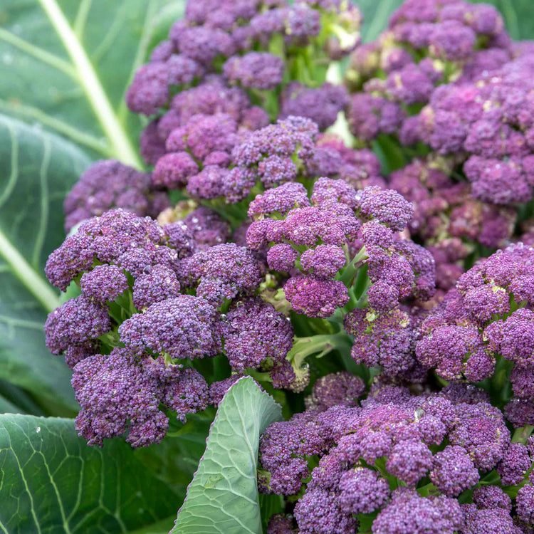 Broccoli Plant 'Purple Sprouting Cardinal'