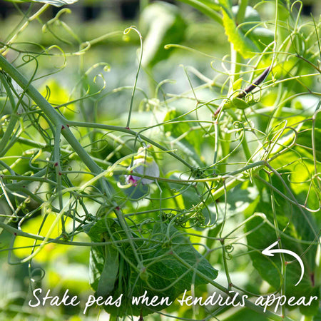 Pea Seeds 'Kelvedon Wonder'