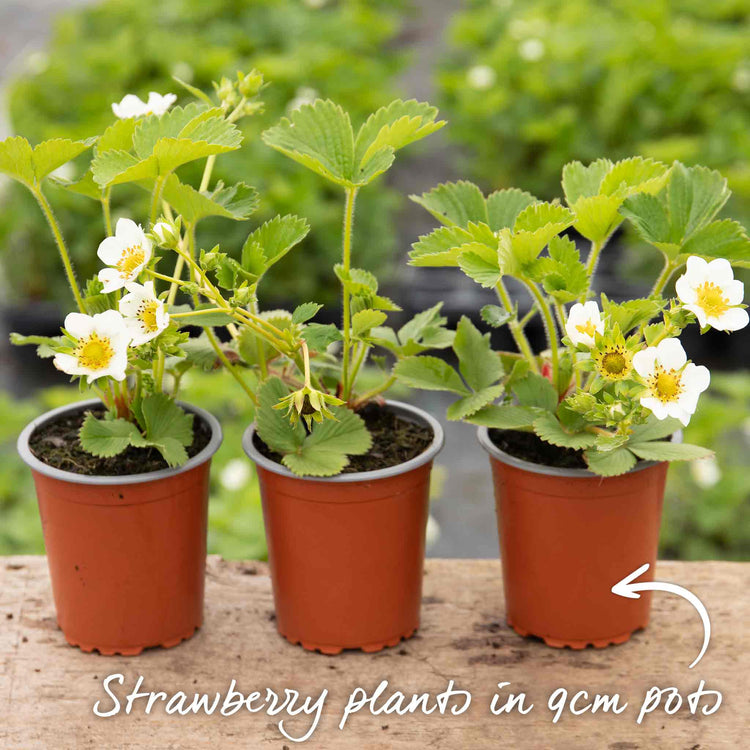 Strawberry Plant 'Marshmello'