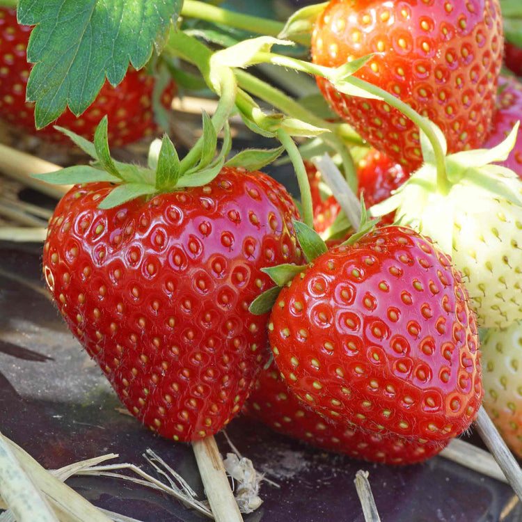 Strawberry Plant  'Allegro'