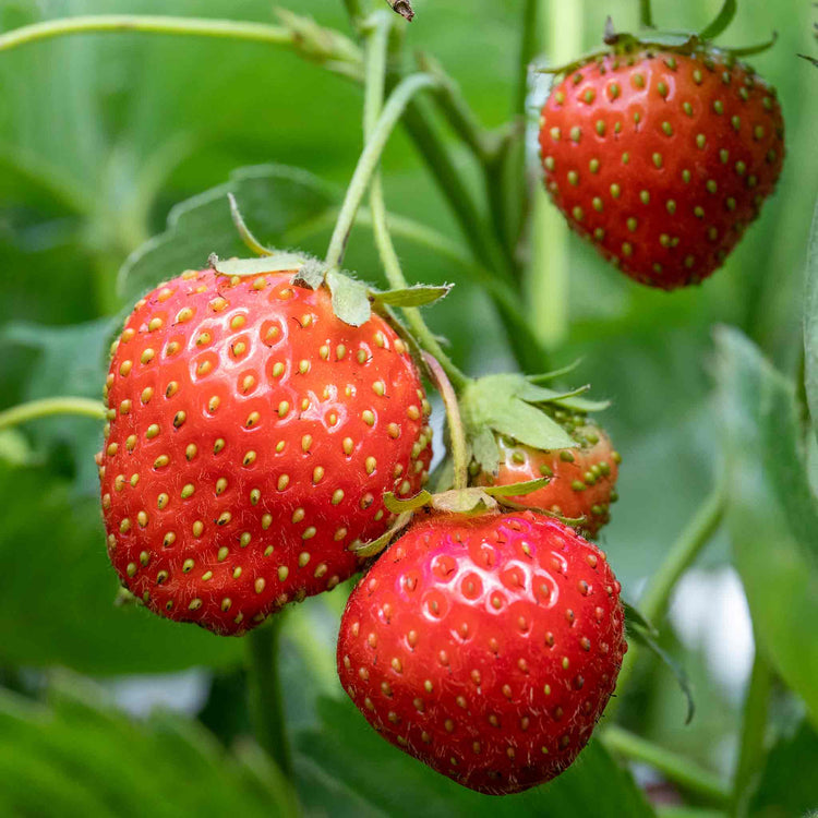 cambridge favourite strawberry seeds Strawberry Plant 'Cambridge Favourite'