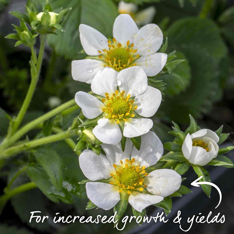 cambridge favourite strawberry seeds Strawberry Plant 'Cambridge Favourite'