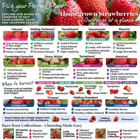 Strawberry 'All Season Space Saver' Collection