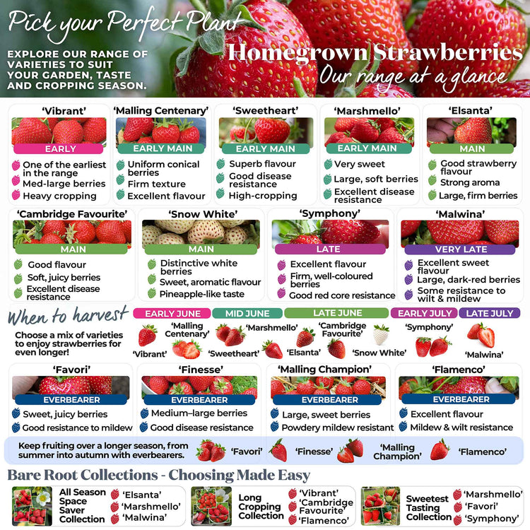 Strawberry 'All Season Space Saver' Collection