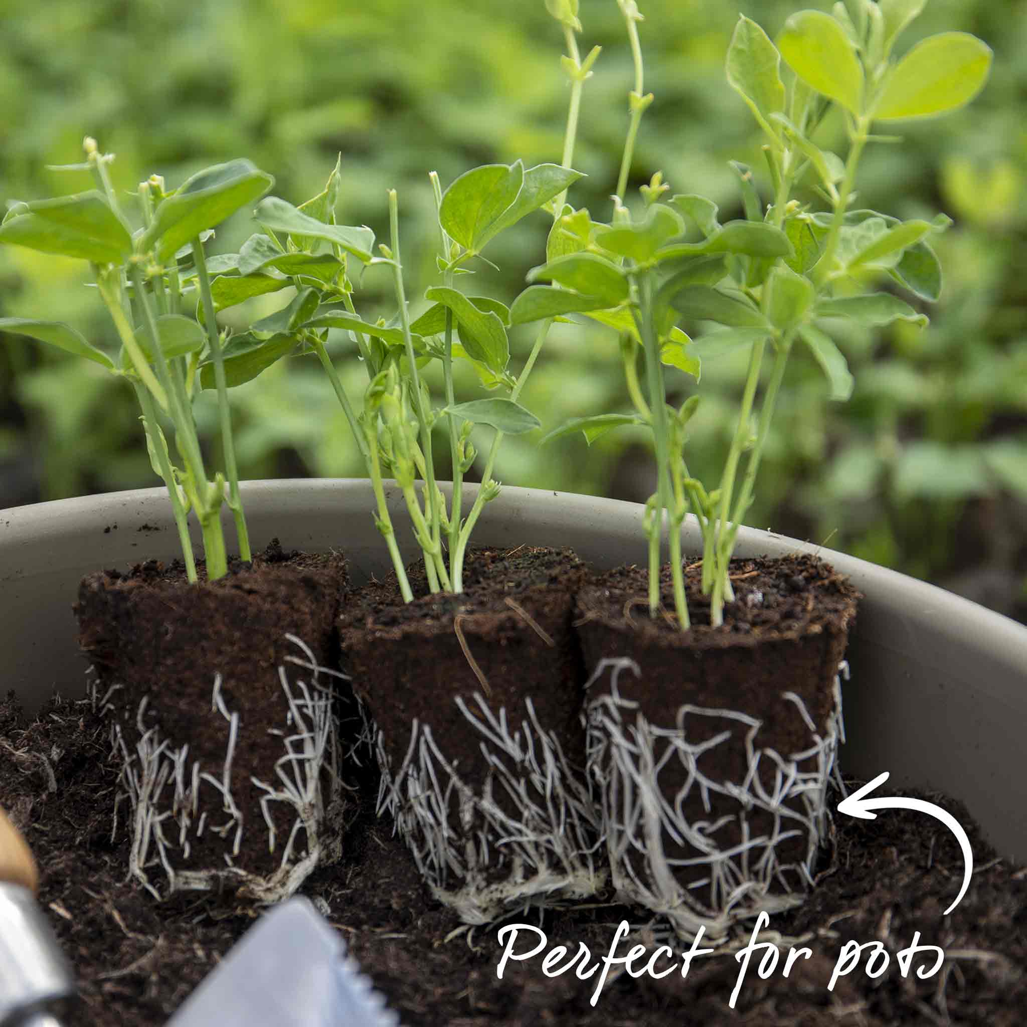 Sweet pea seedlings online