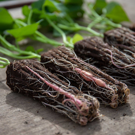 Rooted Sweet Potato Plant 'Beauregard'