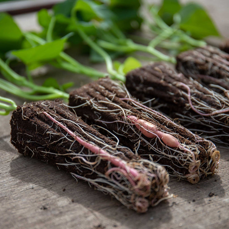 Rooted Sweet Potato Plant 'Beauregard'