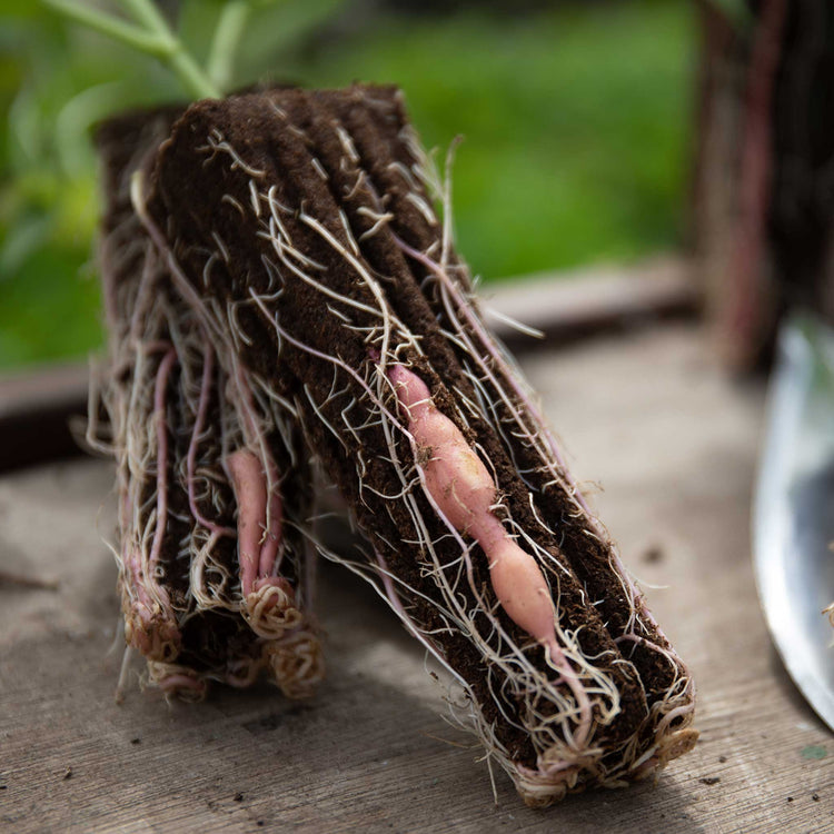 Rooted Sweet Potato Plant 'Beauregard'