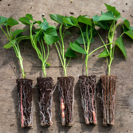 Rooted Sweet Potato Plant 'Beauregard'