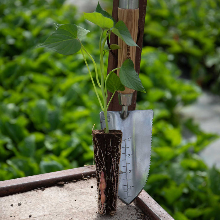Rooted Sweet Potato Plant 'Beauregard'