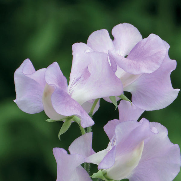 Sweet Pea Seeds 'Cyril Platter'