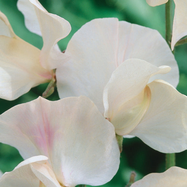 Sweet Pea Seeds 'Juliet'