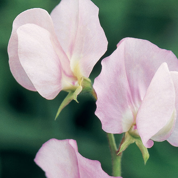 Sweet Pea Seeds 'Prima Donna'