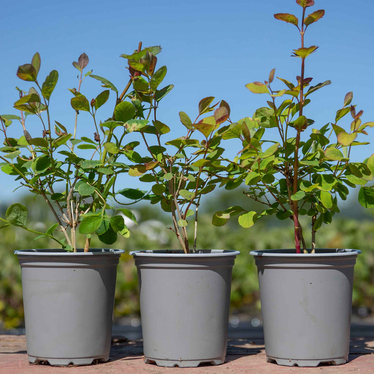 Snowberry 'Magical' Collection