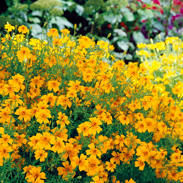 Tagetes Tenuifolia Seeds 'Golden Gem'
