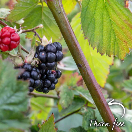 Blackberry Plant 'Loch Tay'