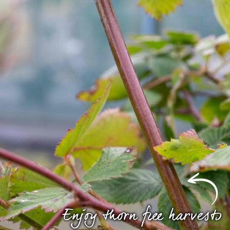 Blackberry Plant 'Black Satin'