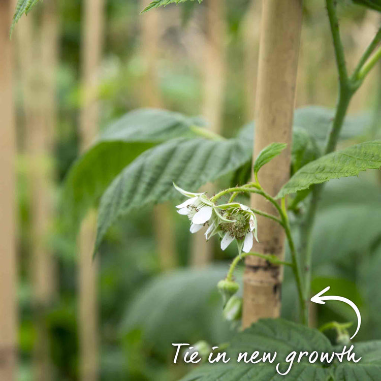 Raspberry Plant 'Paris'