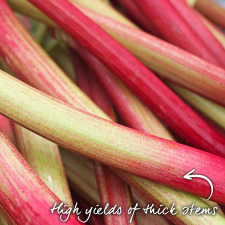 Rhubarb Plant 'Victoria'