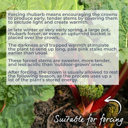 Rhubarb Plant 'Victoria'