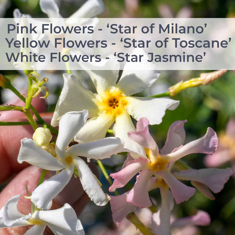 Star Jasmine 'Star of Toscane'