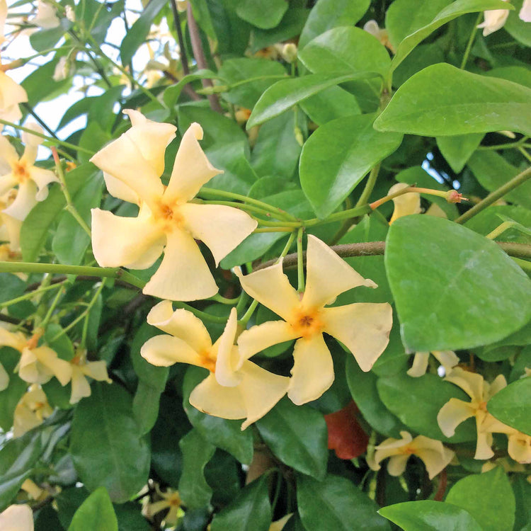 Star Jasmine 'Star of Toscane'